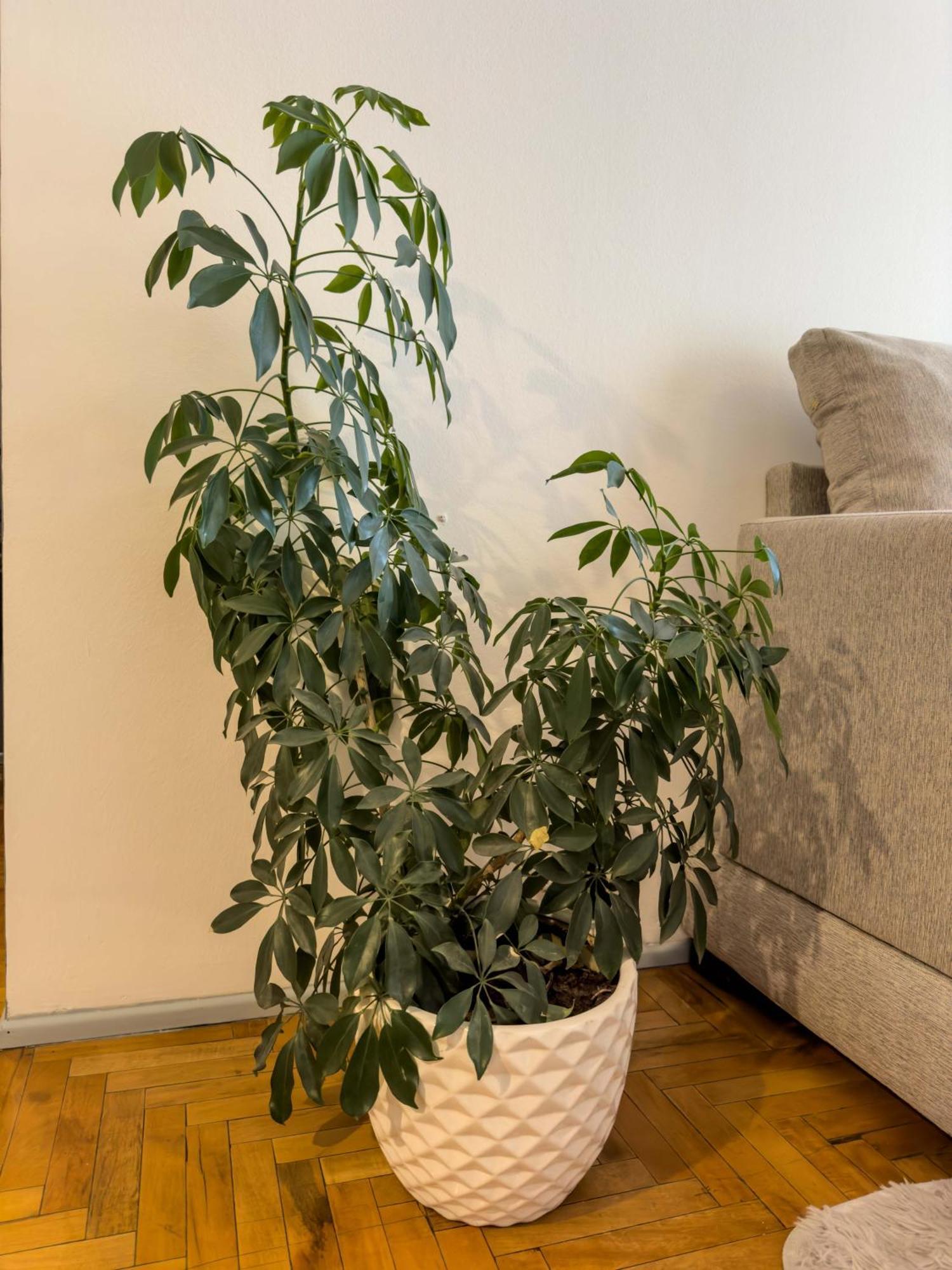 Departamento En Peatonal Mendoza Apartment Екстериор снимка